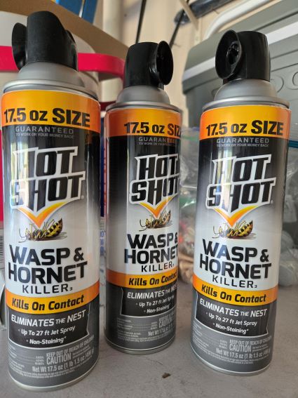 wasp death.jpg
